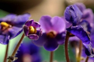 开紫色花的植物,第2图