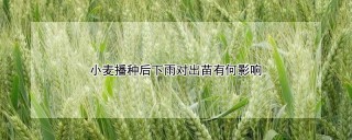 小麦播种后下雨对出苗有何影响,第1图