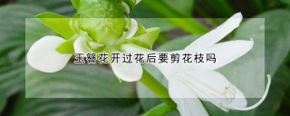 玉簪花开过花后要剪花枝吗,第1图