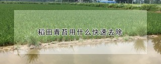 稻田青苔用什么快速去除,第1图