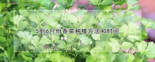 5到6月份香菜种植方法和时间,第1图