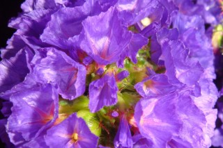 紫罗兰花怕冻吗,第2图
