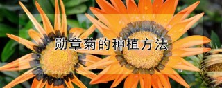 勋章菊的种植方法,第1图