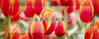 郁金香花语和寓意,第1图