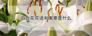 百合花花语和寓意是什么,第1图