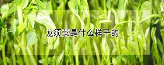 龙须菜是什么样子的,第1图