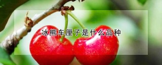 冰熊车厘子是什么品种,第1图