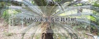 为什么家里不能栽棕树,第1图