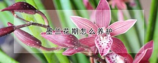 墨兰花期怎么养护,第1图