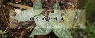 最小的种子是,第1图