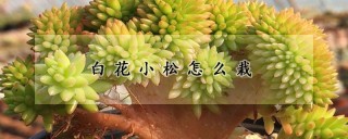 白花小松怎么栽,第1图