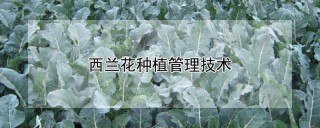 西兰花种植管理技术,第1图