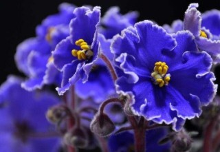 紫罗兰图片花语，不同颜色有着不同的含义,第2图