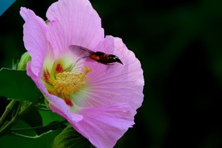 芙蓉花根部是种球吗,第3图