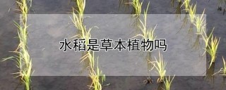 水稻是草本植物吗,第1图