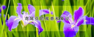 鸢尾花的寓意和象征,第1图