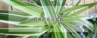 好养的花卉盆栽,第1图