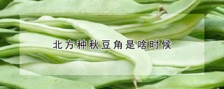 北方种秋豆角是啥时候,第1图