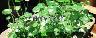 铜钱草怎么种,第1图