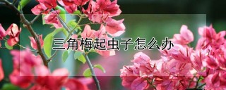 三角梅起虫子怎么办,第1图