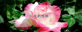 花的作用,第1图