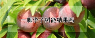 一颗李子树能结果吗,第1图