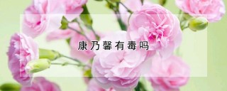 康乃馨有毒吗,第1图