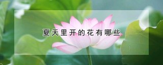 夏天里开的花有哪些,第1图