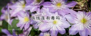 铁线莲有毒吗,第1图