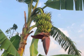 香蕉树一年结几次,第2图