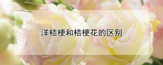 洋桔梗和桔梗花的区别,第1图