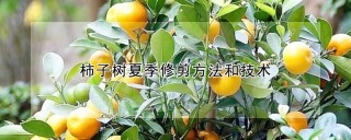 柿子树夏季修剪方法和技术,第1图