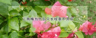 三角梅为什么只长枝条不开花,第1图