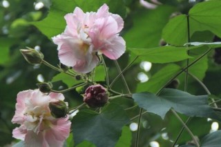 木芙蓉花有蕾不开花怎么回事，影响植株开花的5大因素,第1图