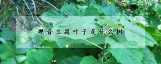 观音豆腐叶子是什么树,第1图