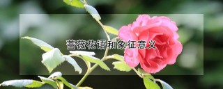 蔷薇花语和象征意义,第1图