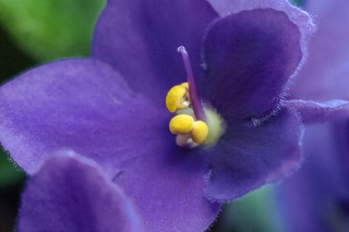紫罗兰花怕冷吗,第3图