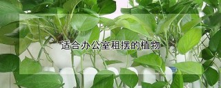 适合办公室租摆的植物,第1图