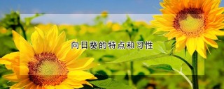 向日葵的特点和习性,第1图