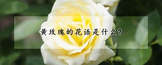 黄玫瑰的花语是什么?,第1图