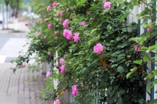 蔷薇花语是什么，蔷薇花语代表着美好的爱情与爱的思念,第6图