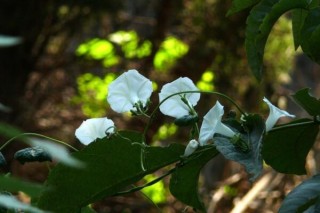 牵牛花多久浇一次水，不同季节浇水频率不同,第4图