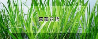 菖蒲花语,第1图