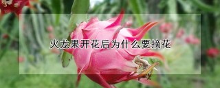 火龙果开花后为什么要摘花,第1图