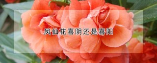 凤仙花喜阴还是喜阳,第1图