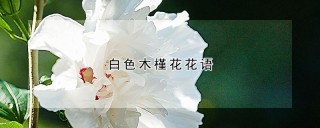 白色木槿花花语,第1图