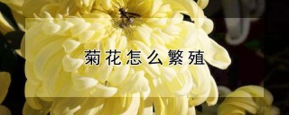 菊花怎么繁殖,第1图