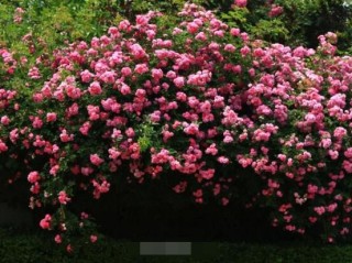 蔷薇花语是什么，蔷薇花语代表着美好的爱情与爱的思念,第5图