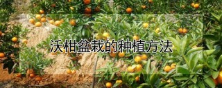 沃柑盆栽的种植方法,第1图