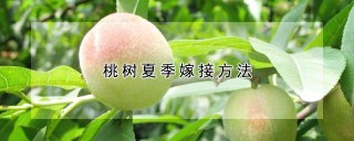 桃树夏季嫁接方法,第1图